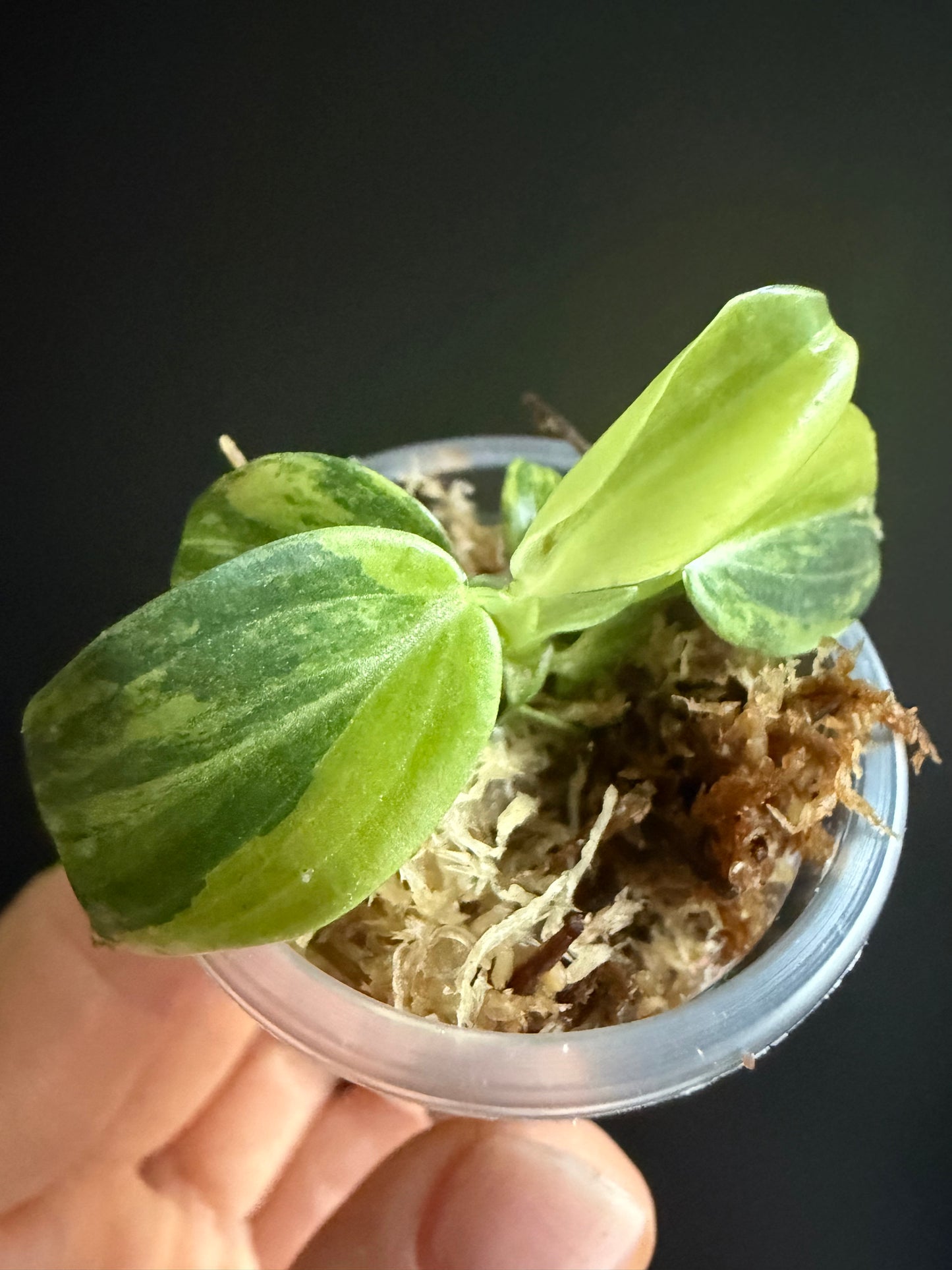 Variegated Philodendron Melanochrysum Pink