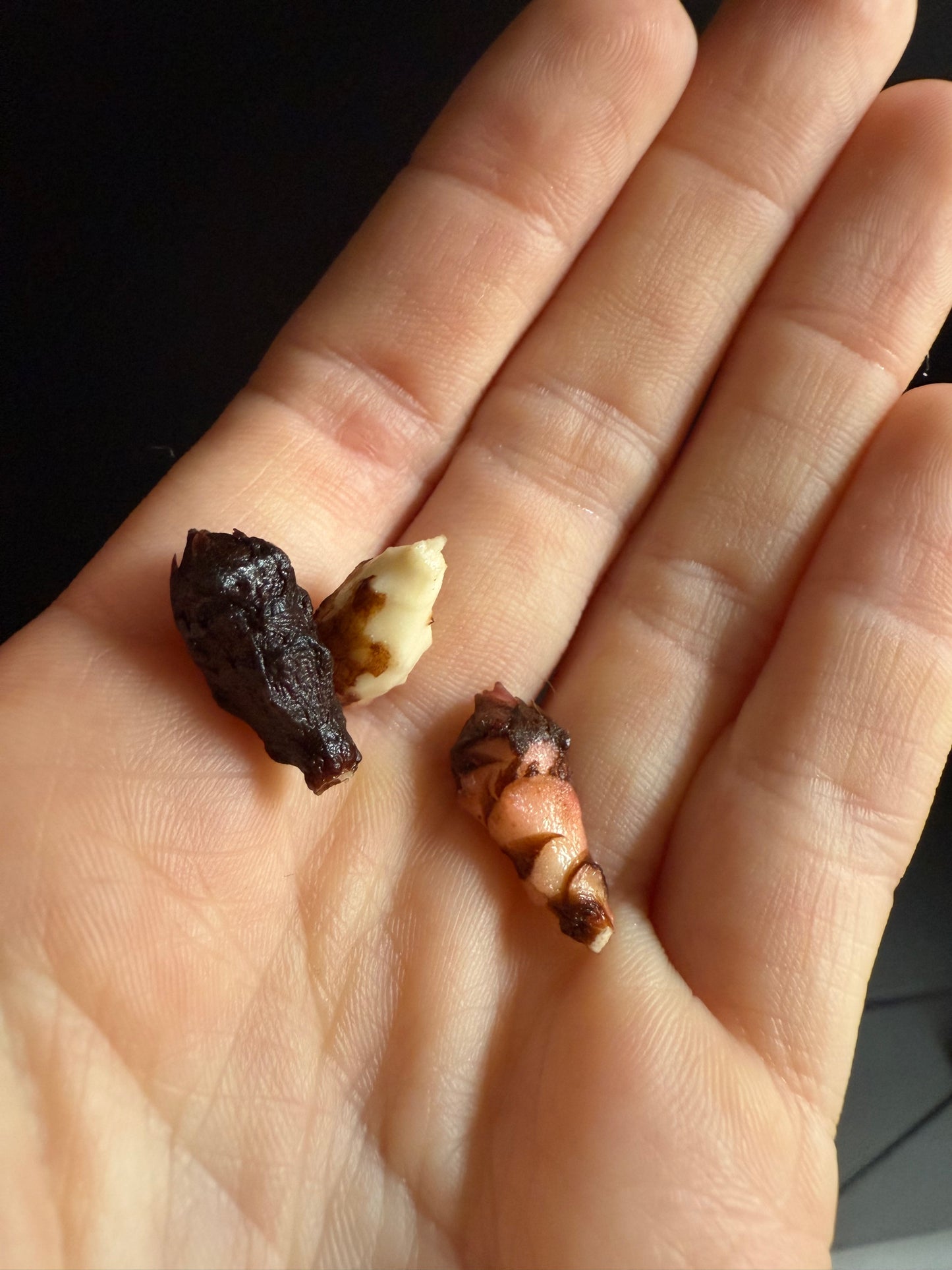 Variegated Alocasia Jacklyn Corms