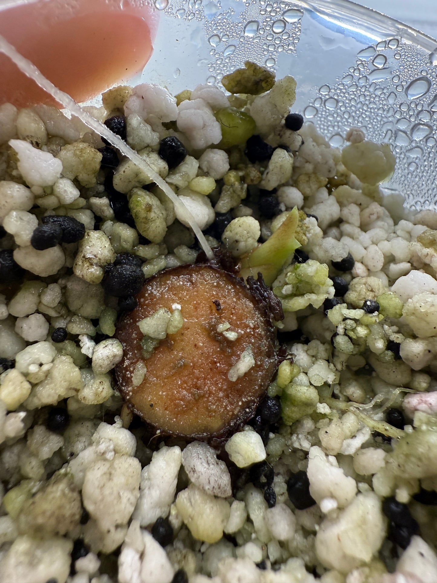 Variegated Alocasia Platinum Albo Corm | rhizome