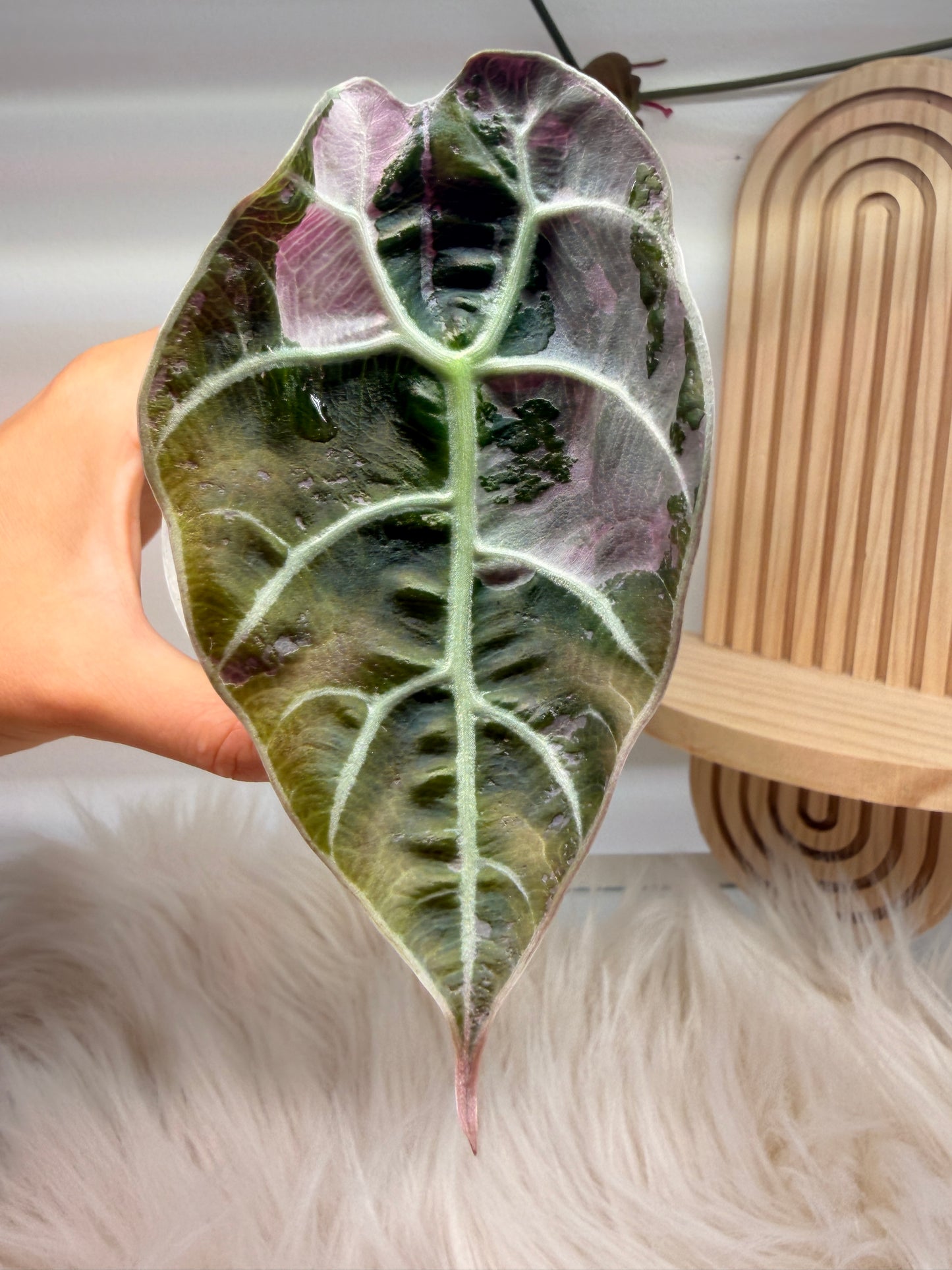 Variegated Alocasia Watsoniana Doff Pink