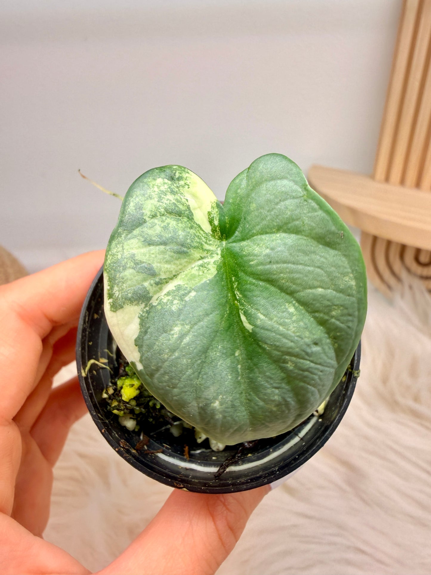 Variegated Alocasia Silver Dragon Albo