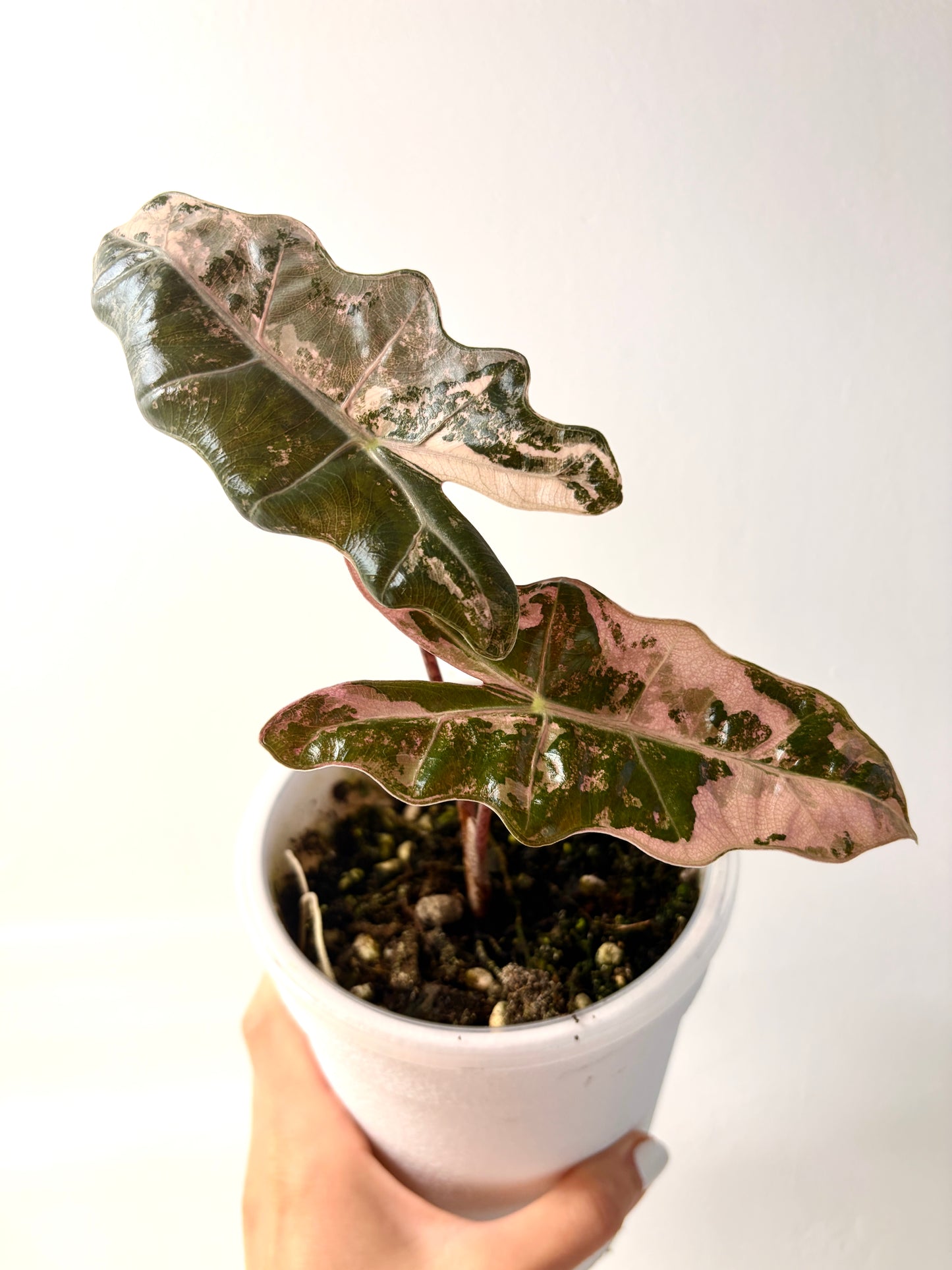Variegated Alocasia Pseudo Sanderiana Pink