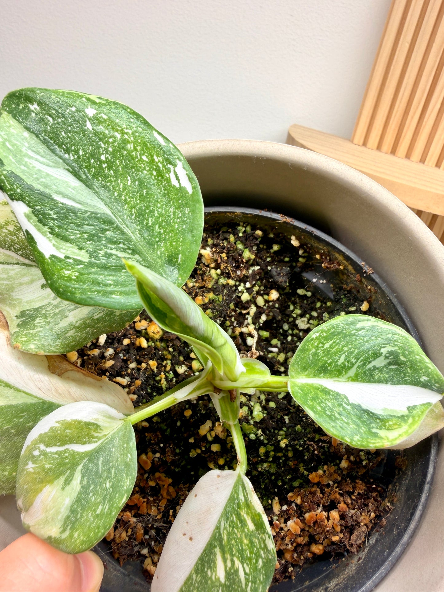 Variegated Philodendron White Princess