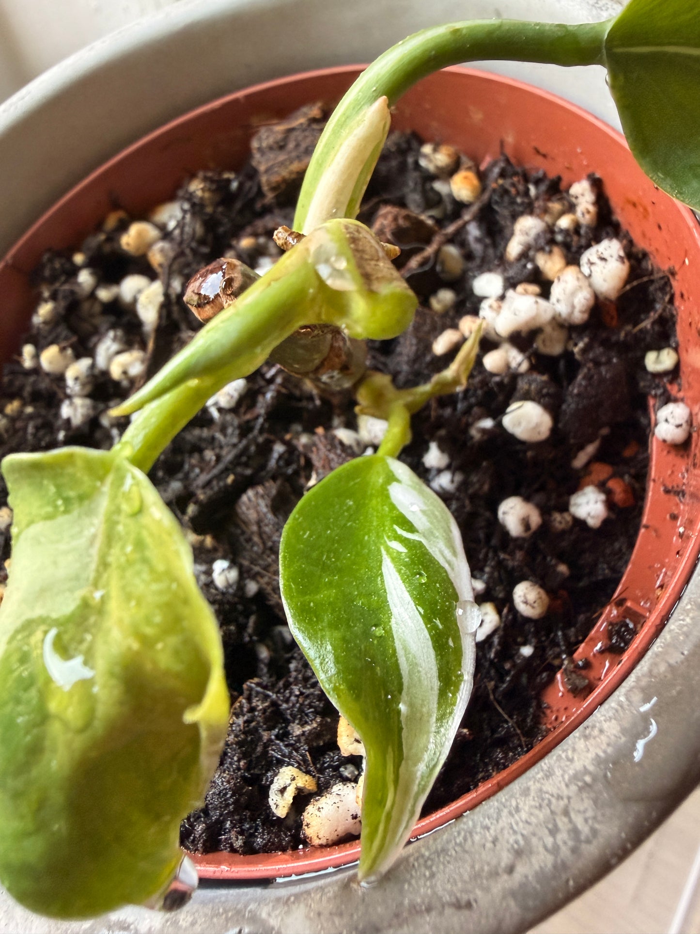 Variegated Philodendron White Wizard - Sad Plant