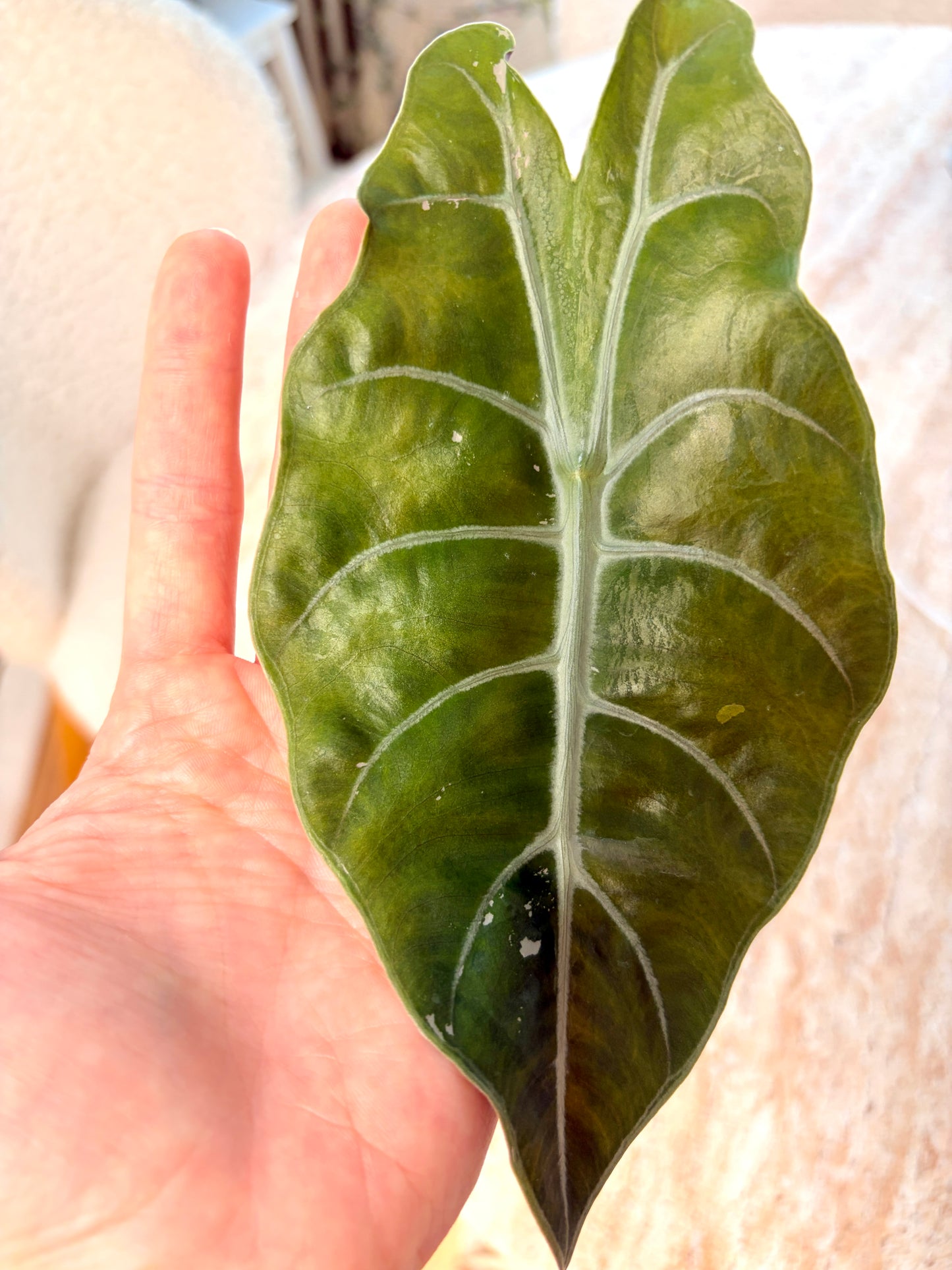 Variegated Alocasia Chantrieri Pink
