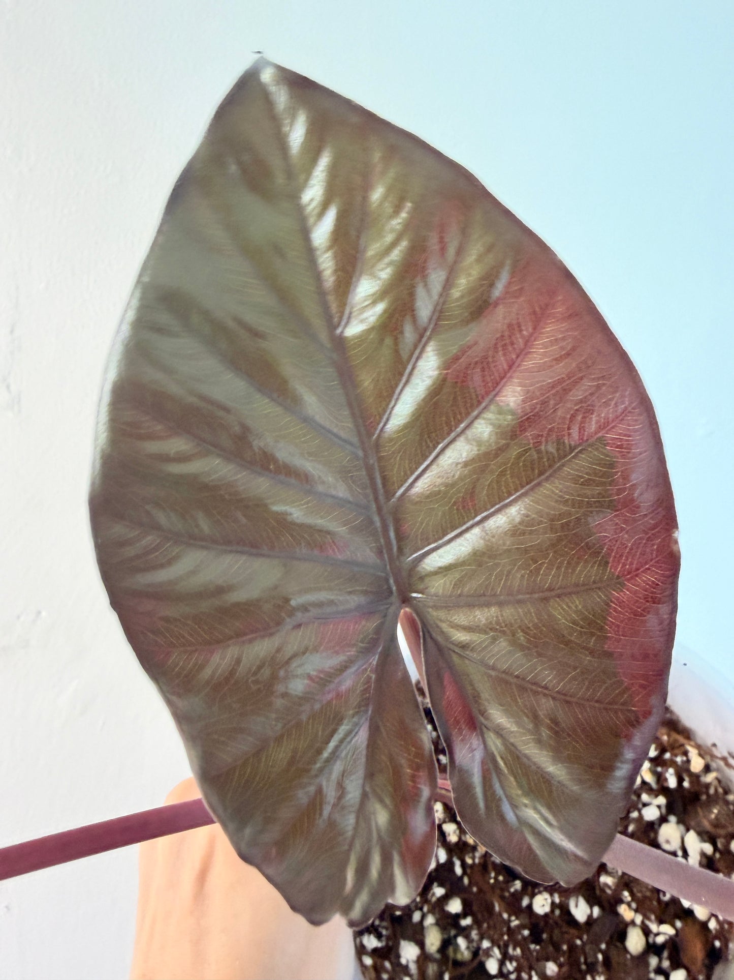 Variegated Alocasia Serendipity Pink