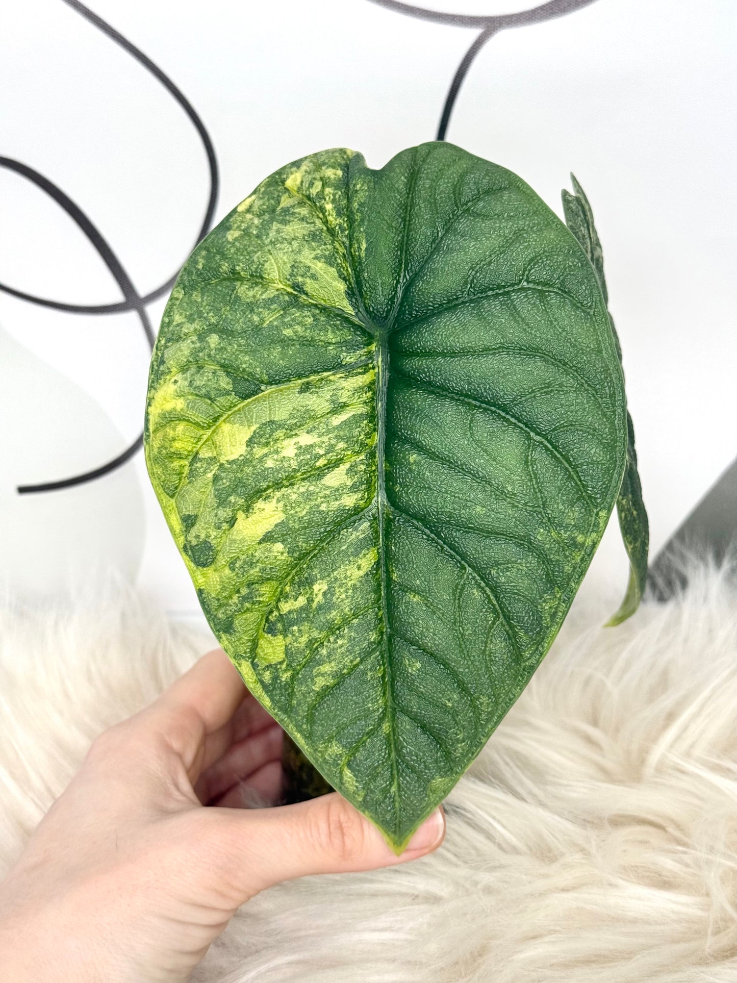 Variegated Alocasia Melo Aurea Corms