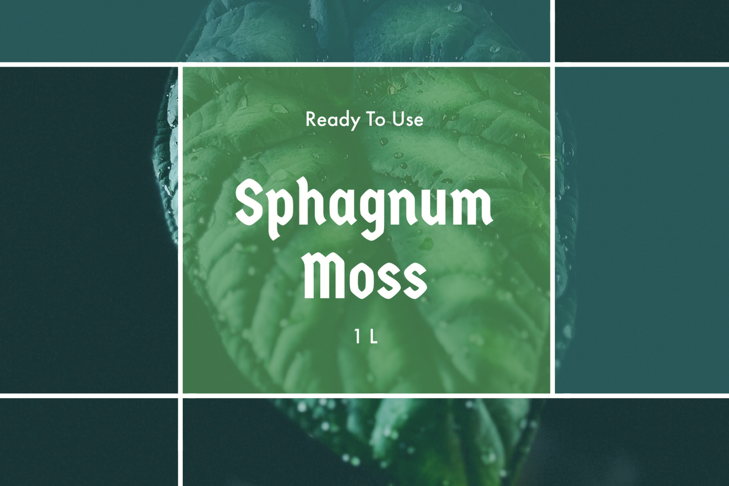 Sphagnum Moos