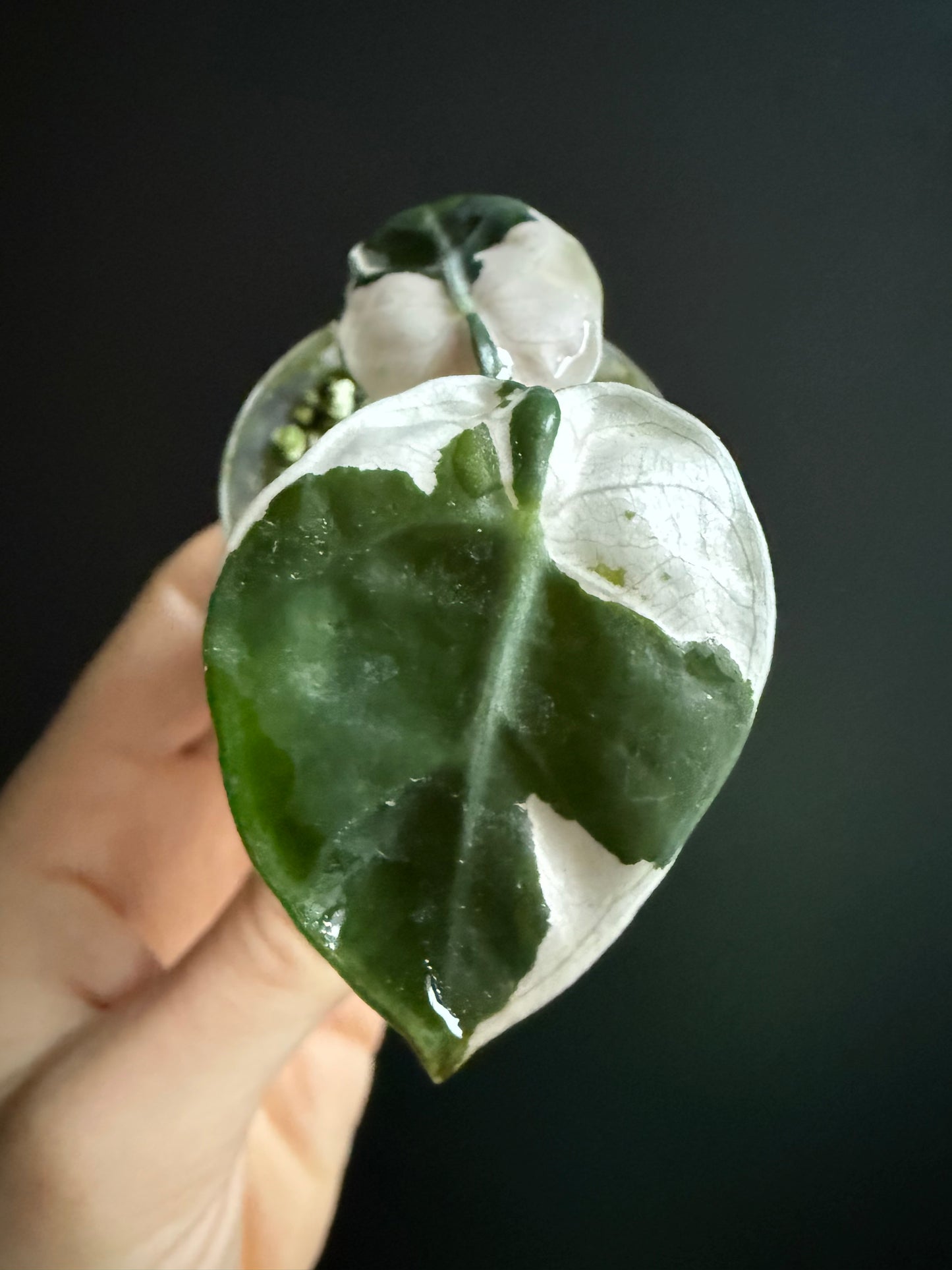 Variegated Alocasia Heart Balloon Pink