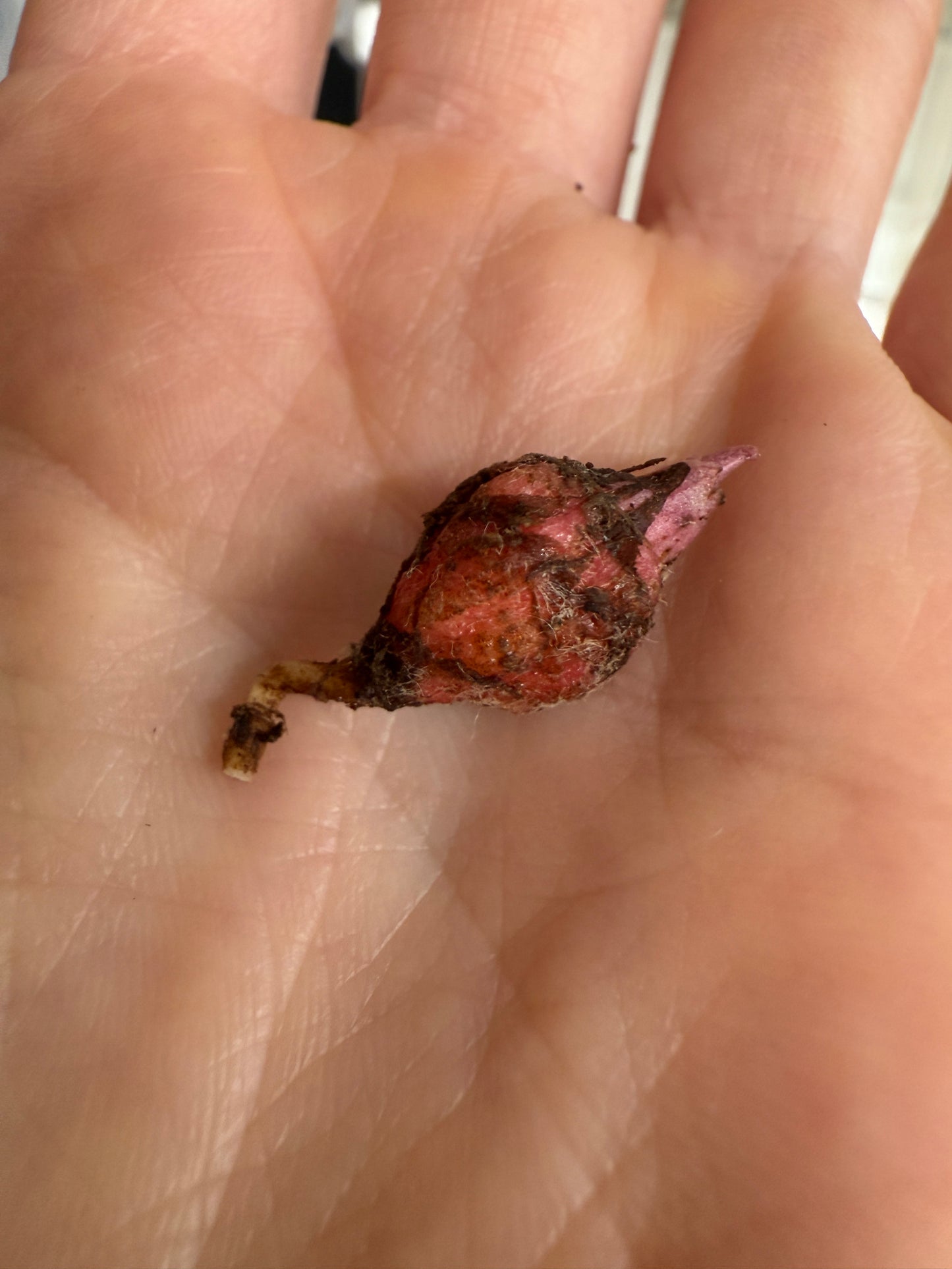 Variegated Alocasia Black Stem Albo Corms | Rhizome