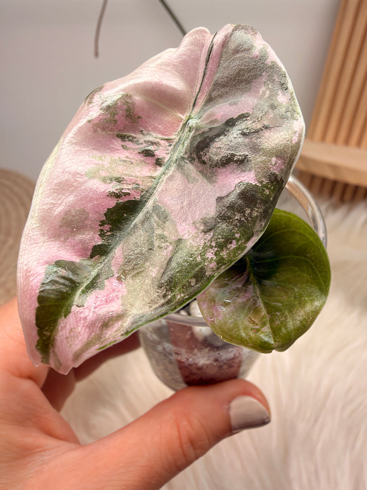 Alocasia Cuprea Nom Yen Pink Variegata