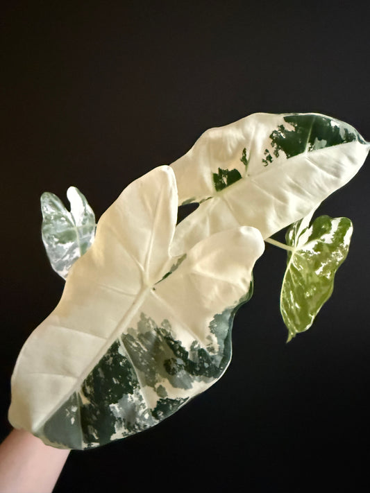 Variegated Alocasia Frydek Albo