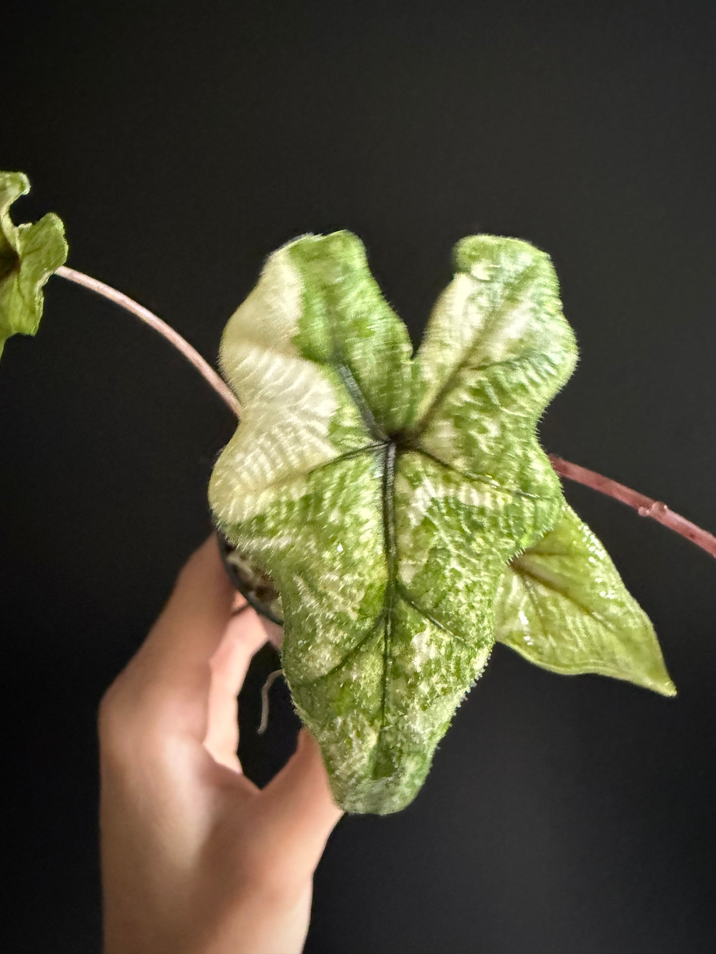 Variegated Alocasia Jacklyn