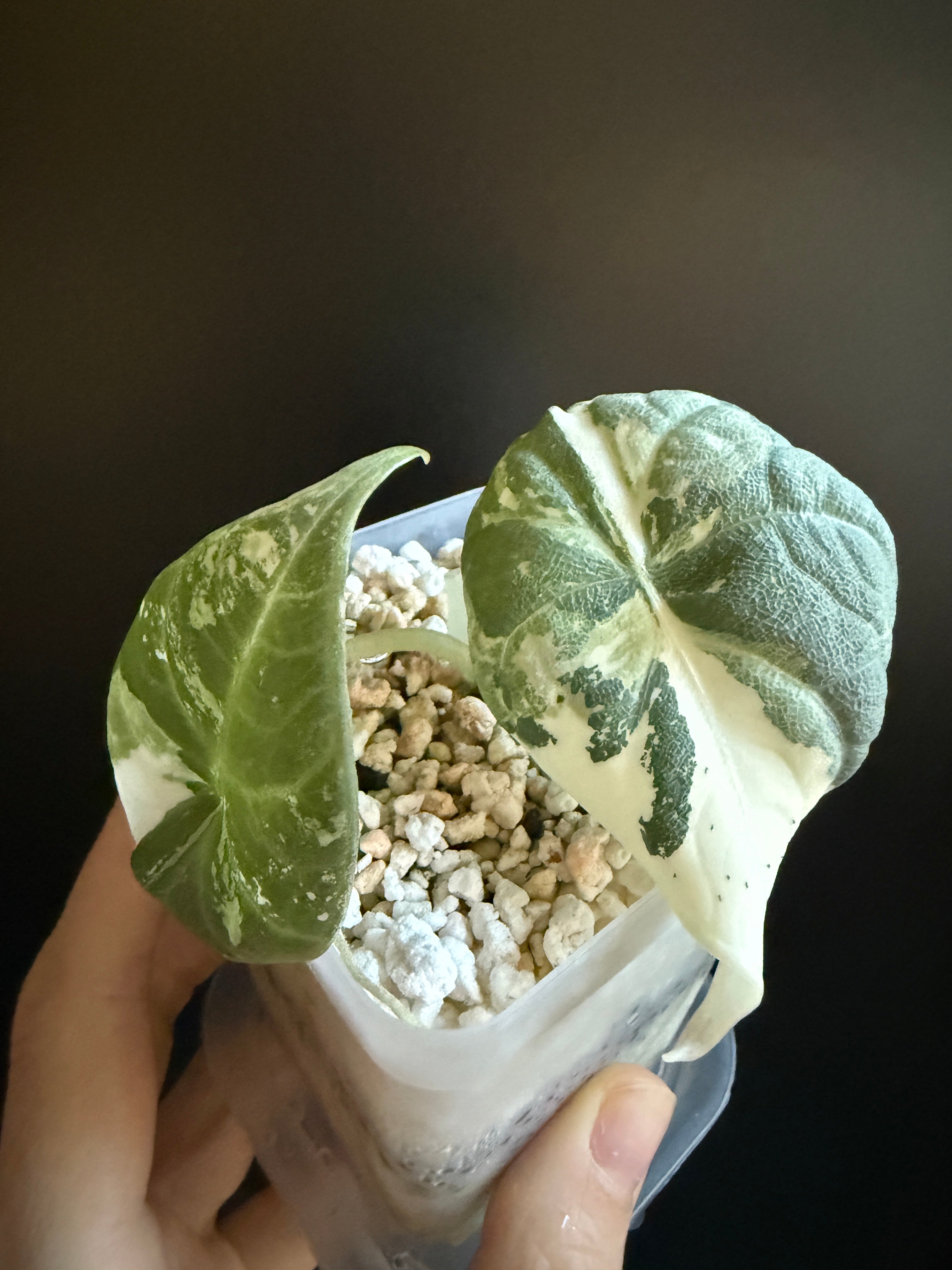 Variegated Alocasia Maharani Albo | Pink | Variegata | Rare Plant