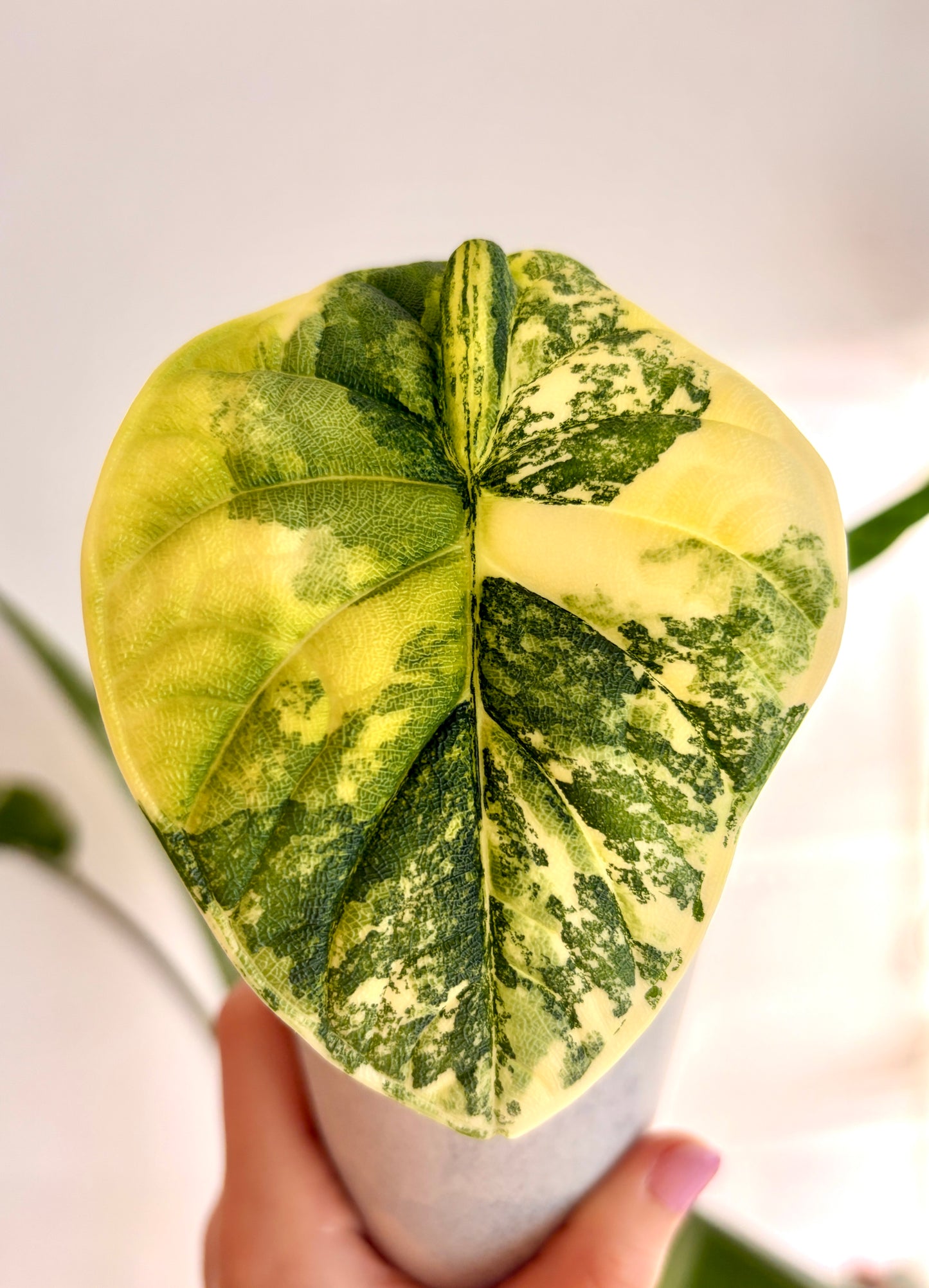 Variegated Alocasia Melo Tricolor Aurea Corms