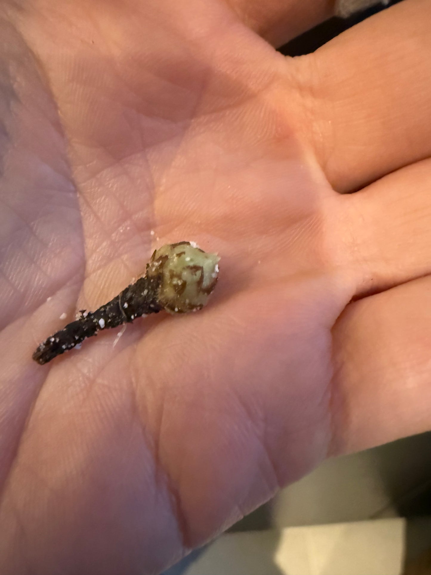 Variegated Alocasia Nebula Aurea Corm