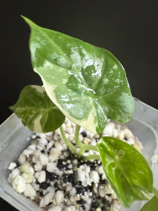Variegated Alocasia Regal Shield Albo