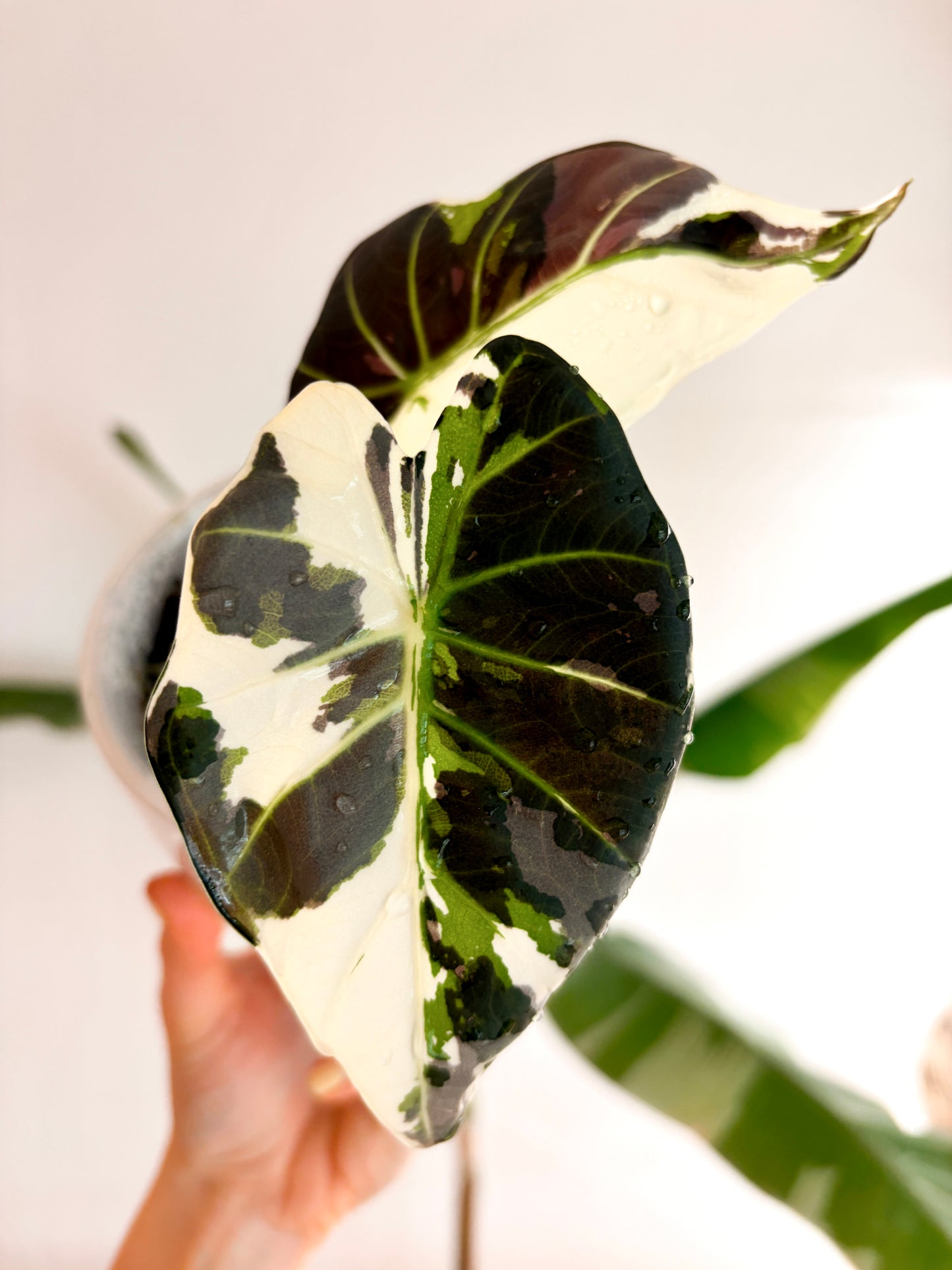 Variegated Alocasia Regal Shields Albo Corms | Rhizome