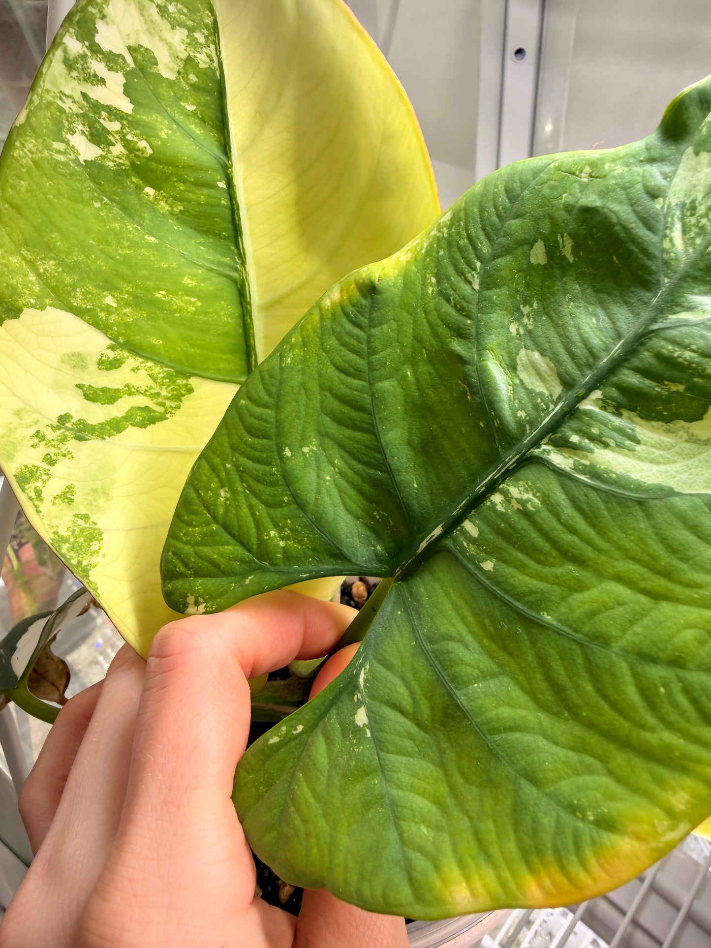 Variegated Alocasia Reginae Silver Albo