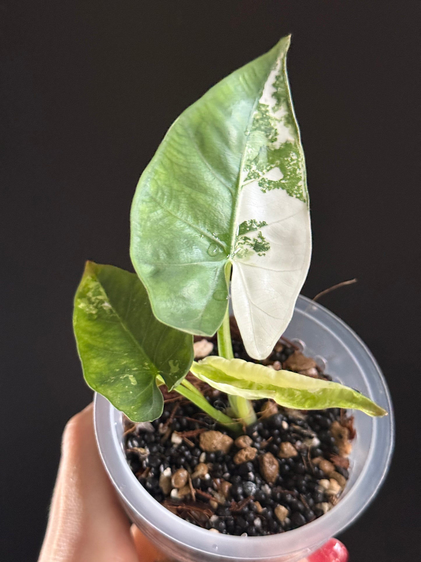 Variegated Alocasia Scabriuscula Pink Albo