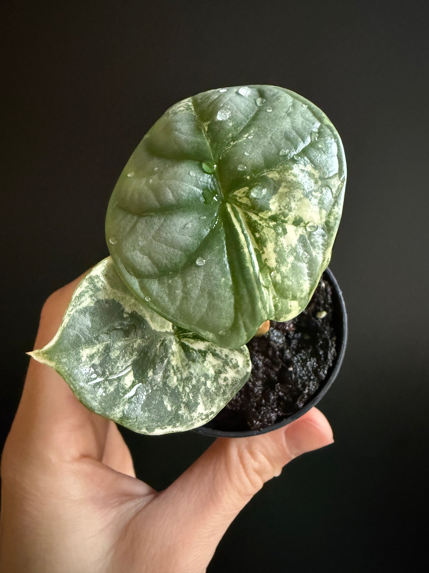 Variegated Alocasia Silver Dragon Albo