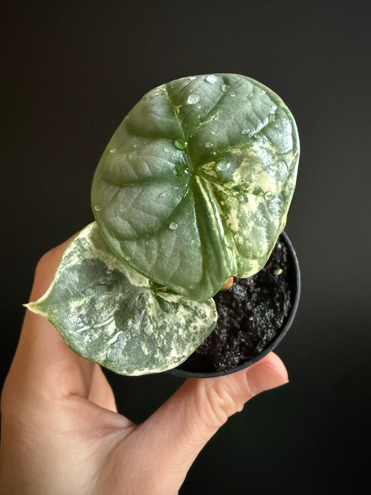 Variegated Alocasia Silver Dragon Albo