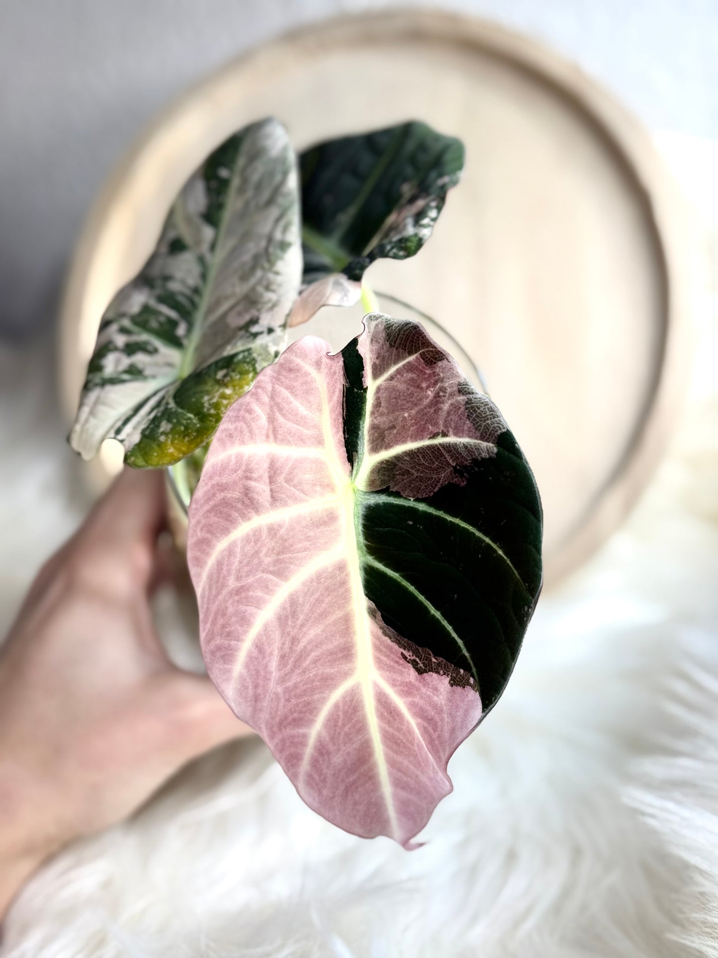 Alocasia Black Velvet Pink Variegata corms