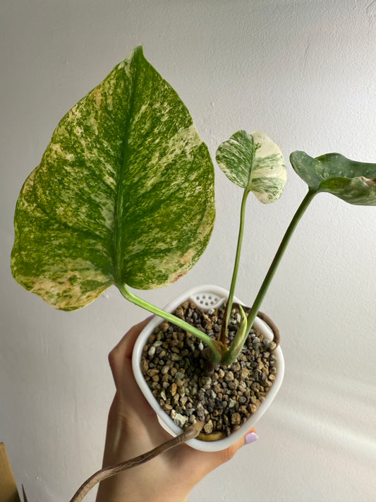 Variegated Monstera Mint - Rare Variegated Aroid for Collectors