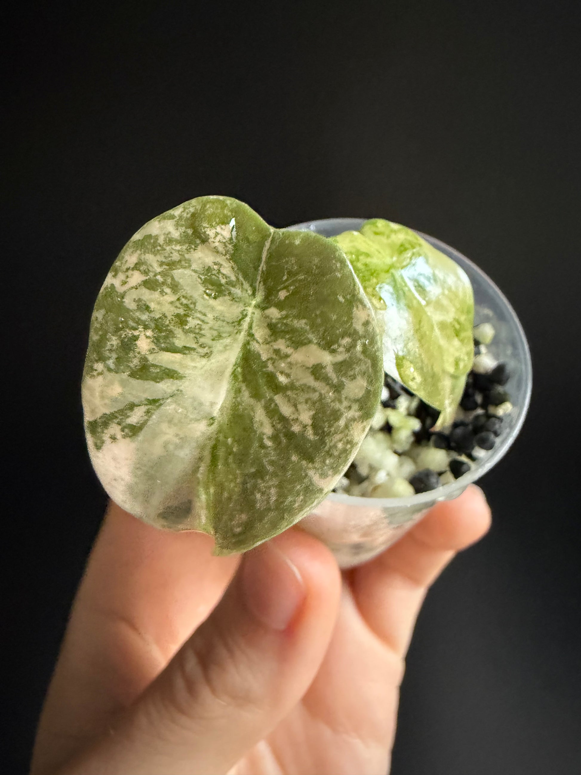 Alocasia Cuprea Latte