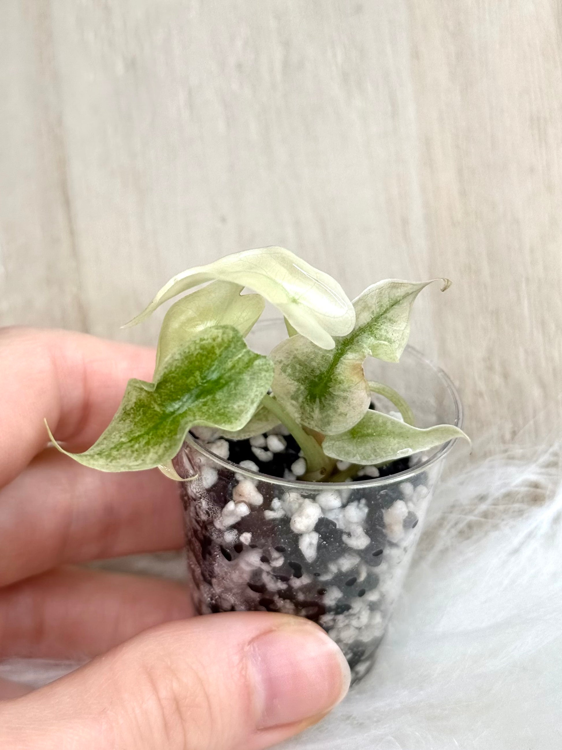 Alocasia Polly Variegata