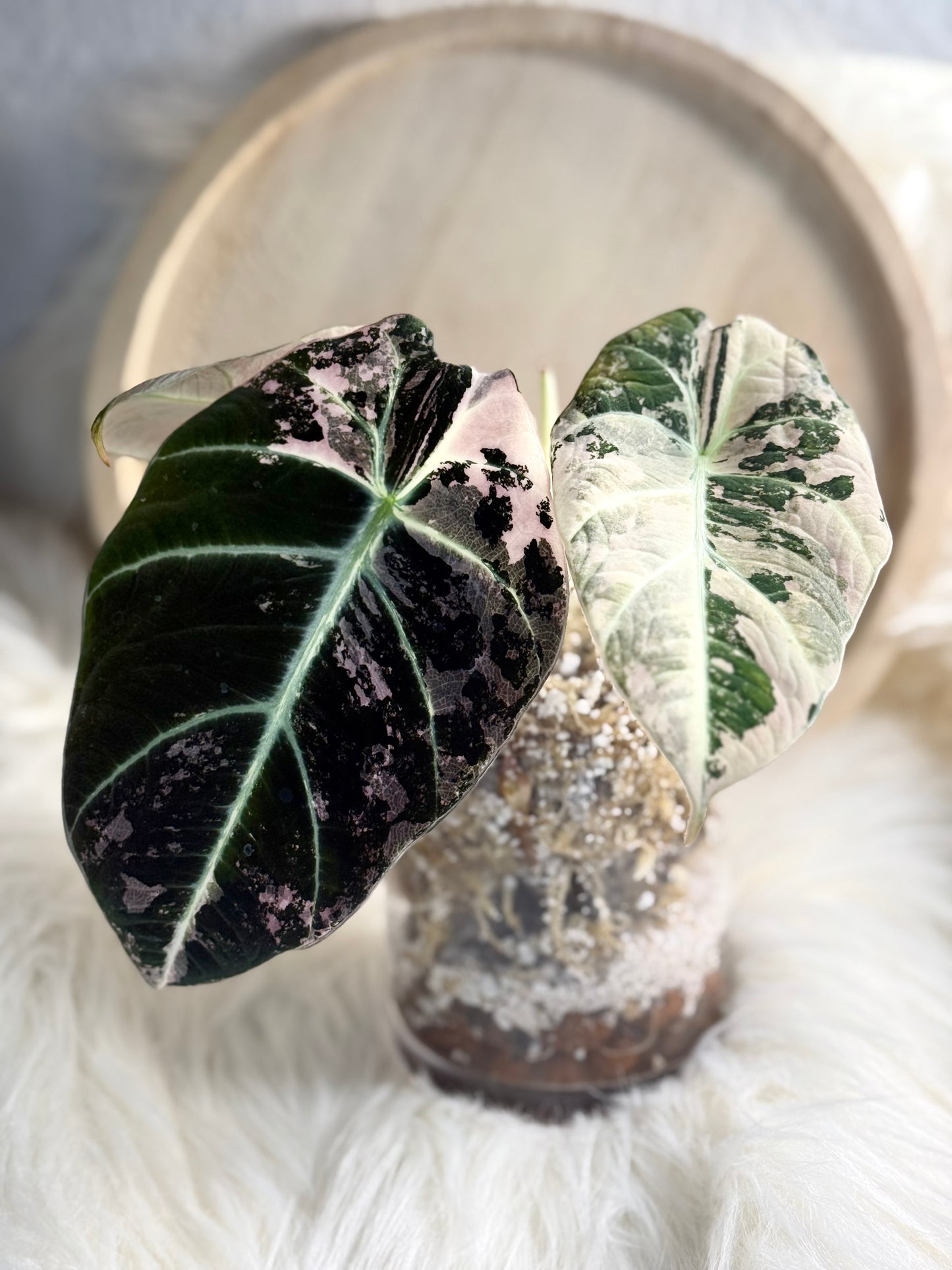 Variegated Alocasia Black Velvet Pink Mutterpflanze