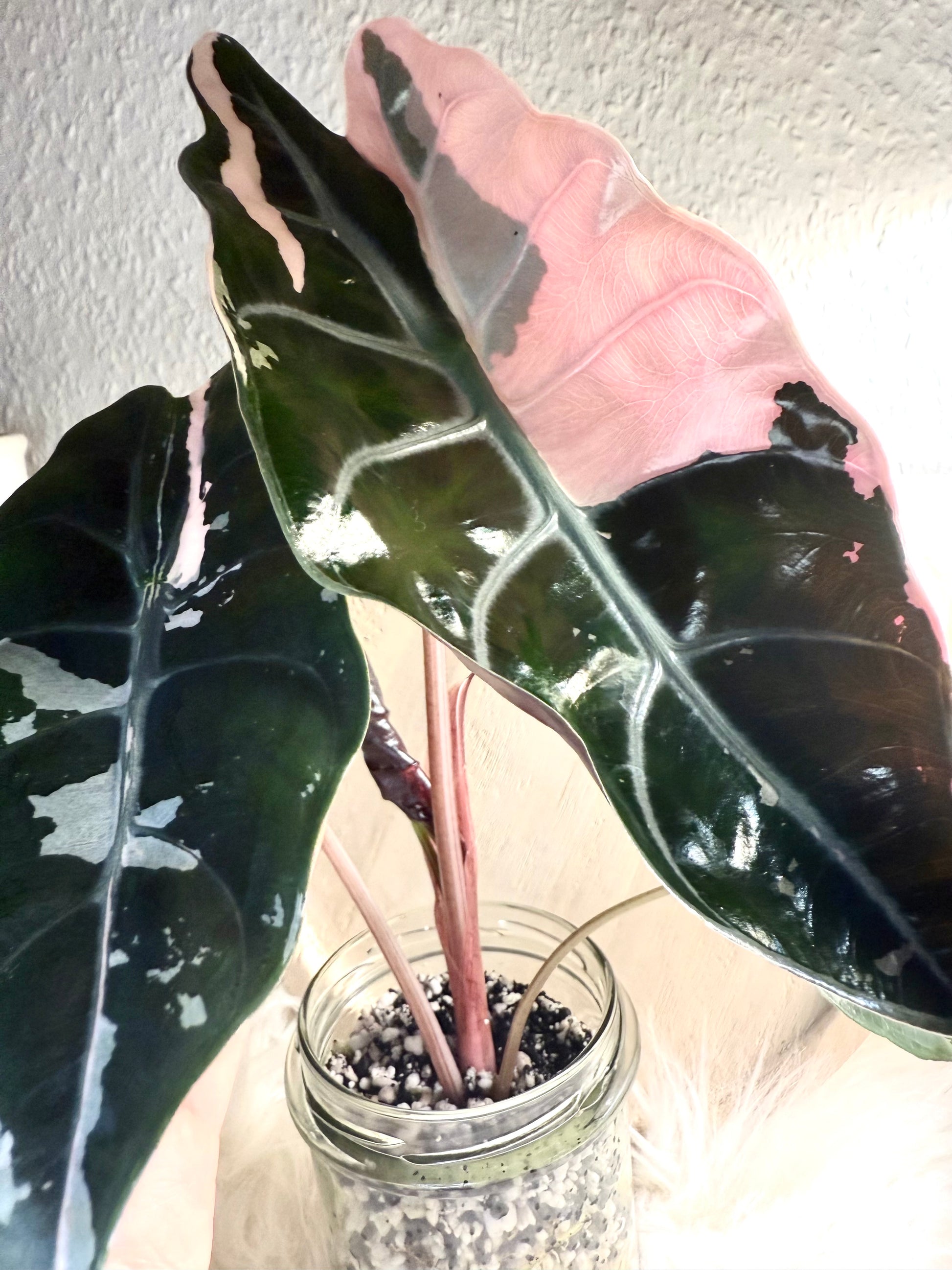 Variegated Alocasia Chantrieri Pink