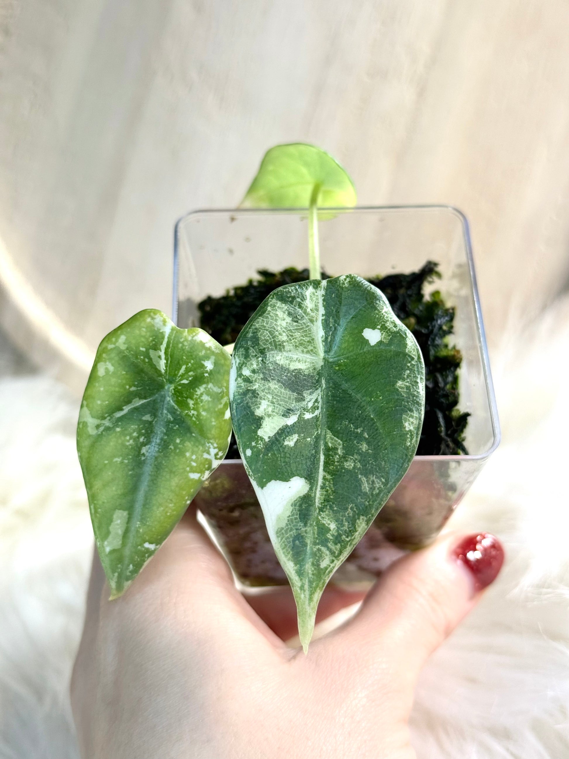 Variegated Alocasia Maharani