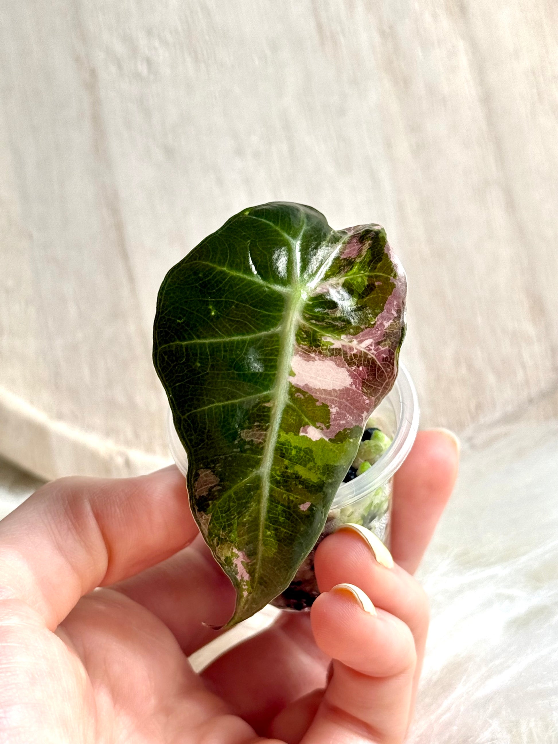 Alocasia Amazonica Polly Variegata