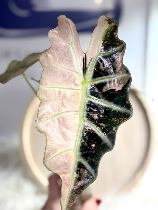 Alocasia Amazonica Variegata