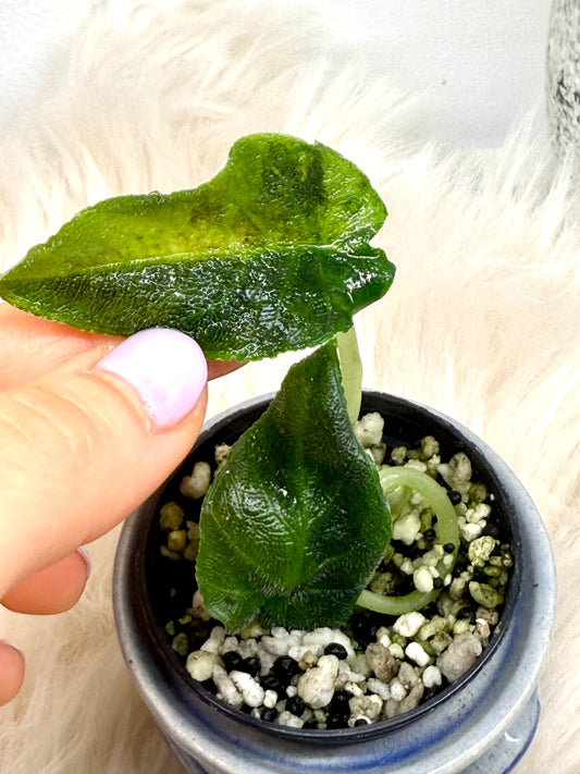 Variegated Alocasia Antoro Velvet Aurea