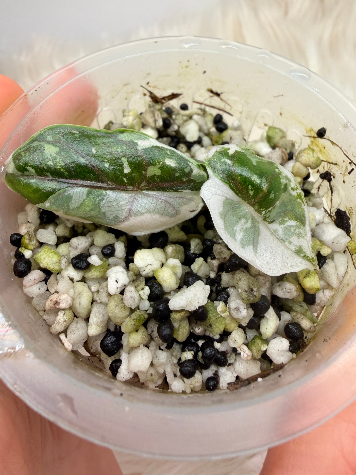 Variegated Alocasia Azlanii Albo Pink