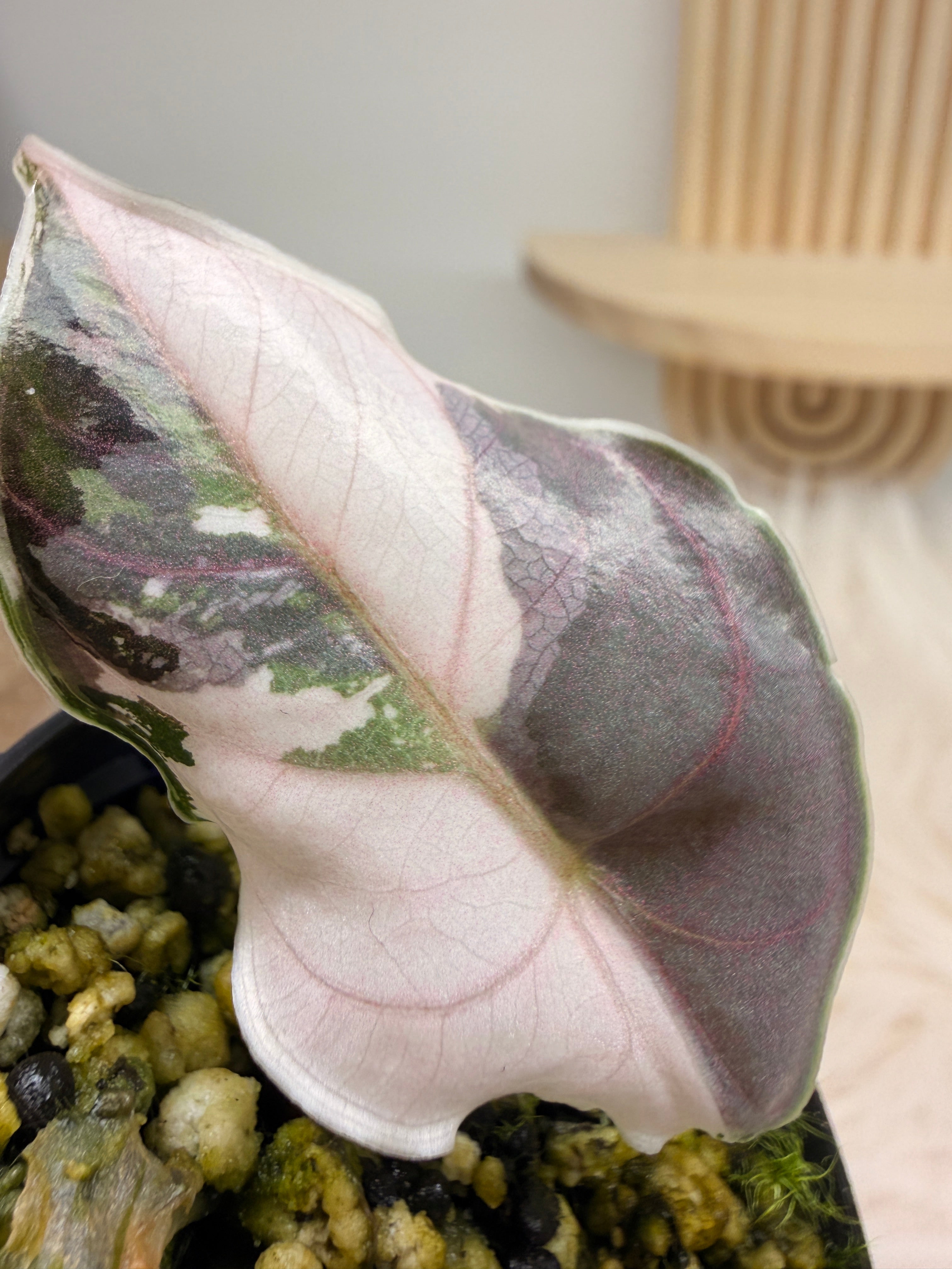 Variegated Alocasia Azlanii Albo Pink | Rare Alocasia Variegata