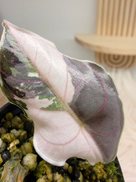 Variegated Alocasia Azlanii Albo Pink