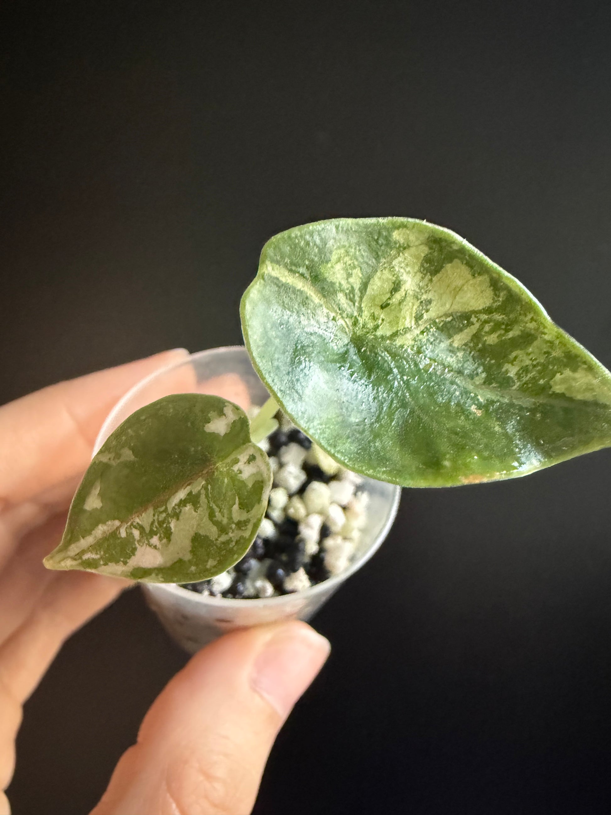 Alocasia Azlanii Aurea