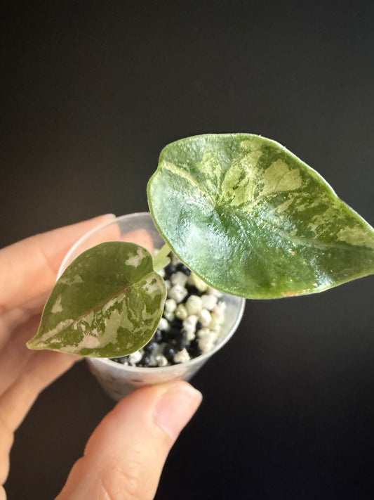 Alocasia Azlanii Aurea