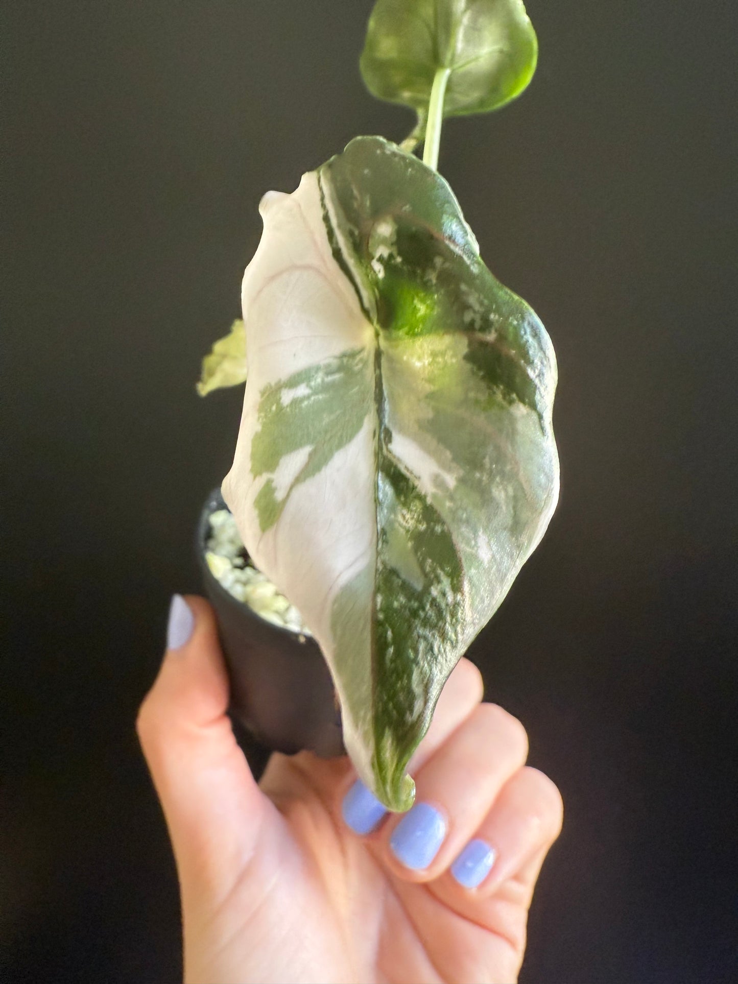 Alocasia Azlanii Variegata