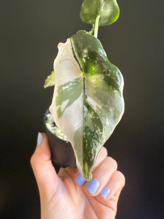 Alocasia Azlanii Variegata