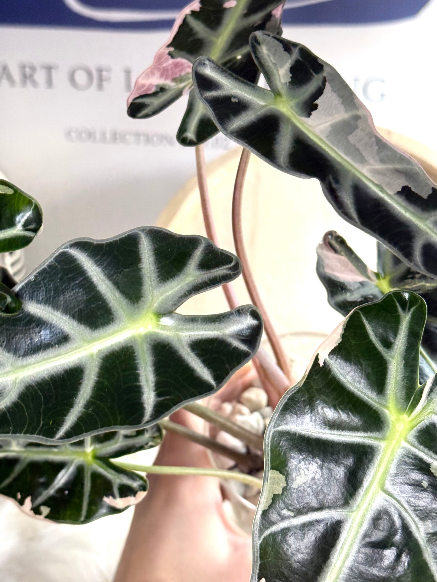 Alocasia Bambino Variegata