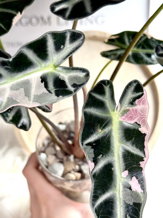 Alocasia Bambino Variegata