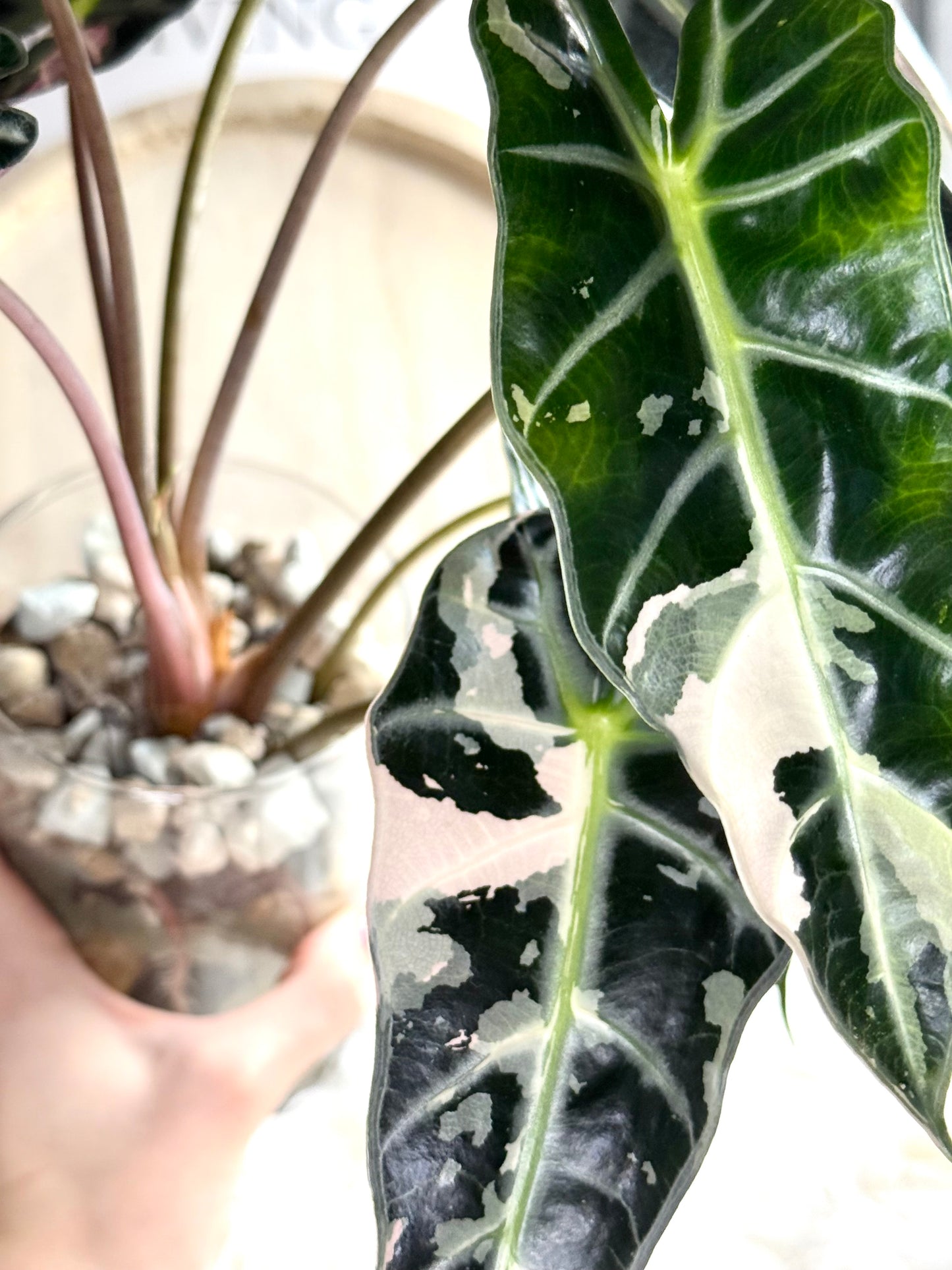 Alocasia Bambino Variegata