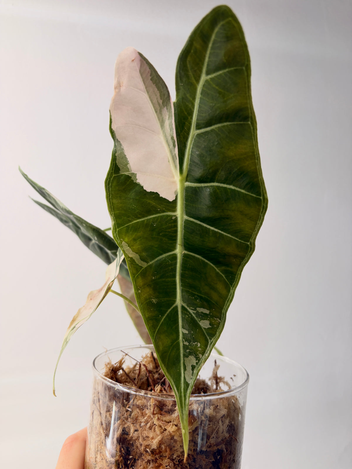 Variegated Alocasia Black Satun Pink