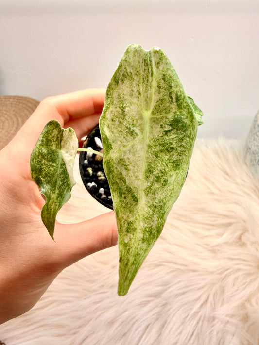 Variegated Alocasia Black Satun Stardust Pink