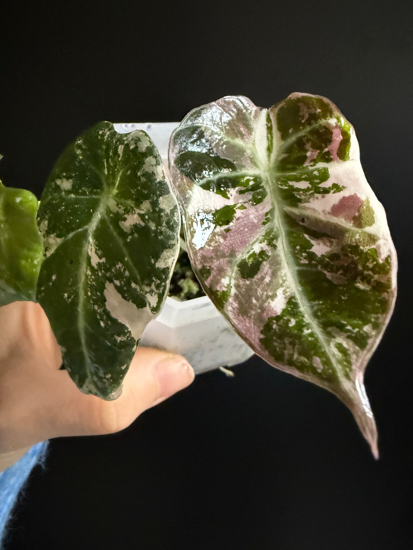 Variegated Alocasia Black Velvet Pink
