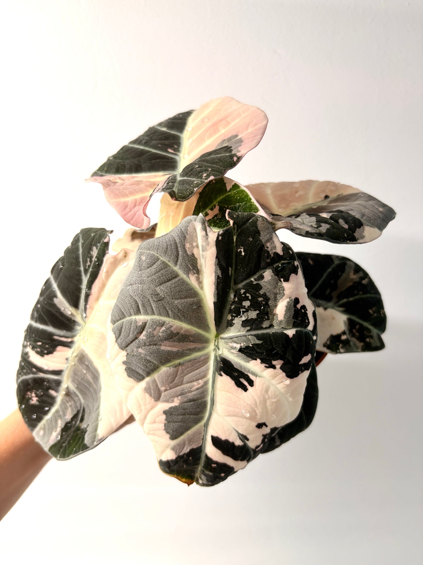 Alocasia Black Velvet Pink